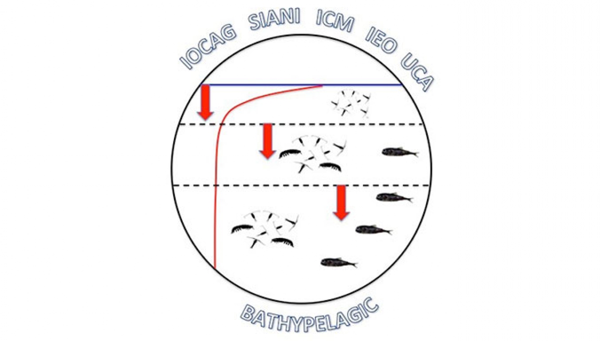 BATHYPELAGIC